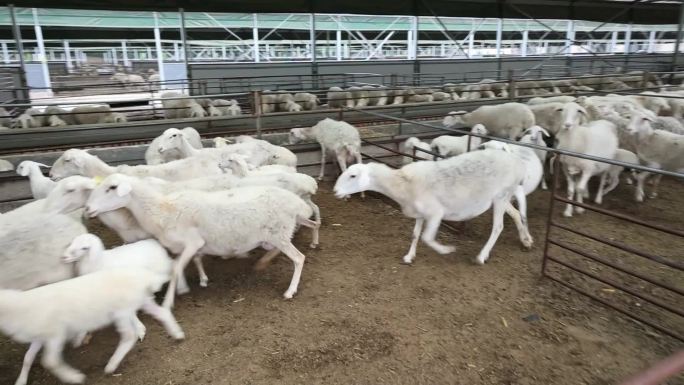 原创  新型畜牧业 饲养场  养羊专业化