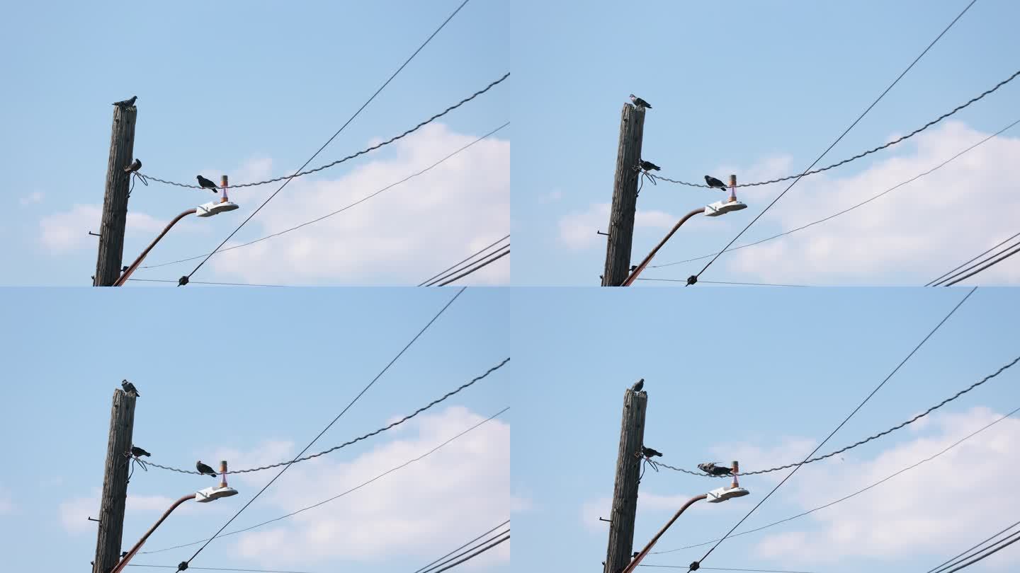 鸟栖息电线杆上