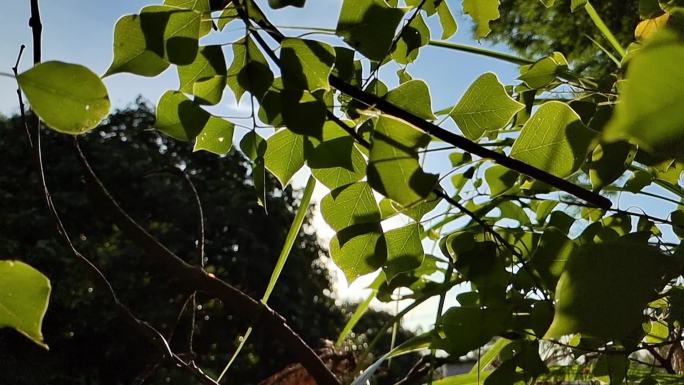 逆光下的绿色植物植物嫩绿色阳光光影绿树叶