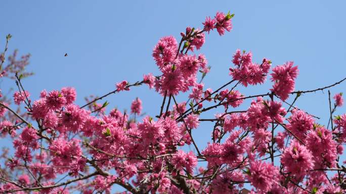 春风、蓝天、蜜蜂与红花的清新素材