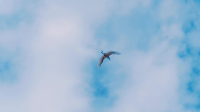 天空中自由飞翔的白鹭，小清新