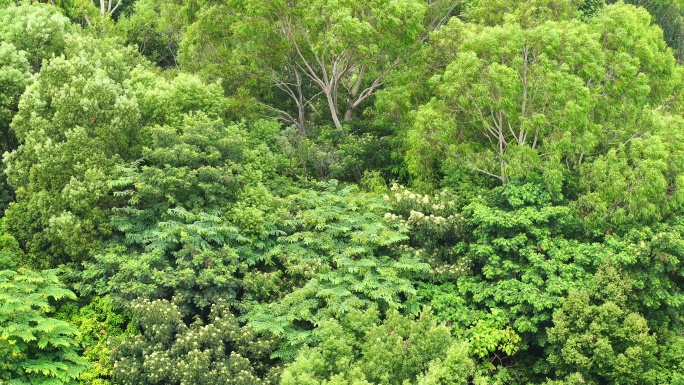 森林小树林特写狂风吹打树叶随风摇曳摇摆动