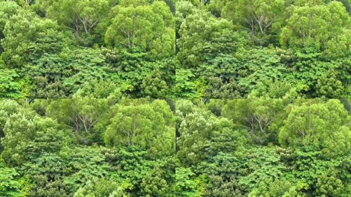 森林小树林特写狂风吹打树叶随风摇曳摇摆动