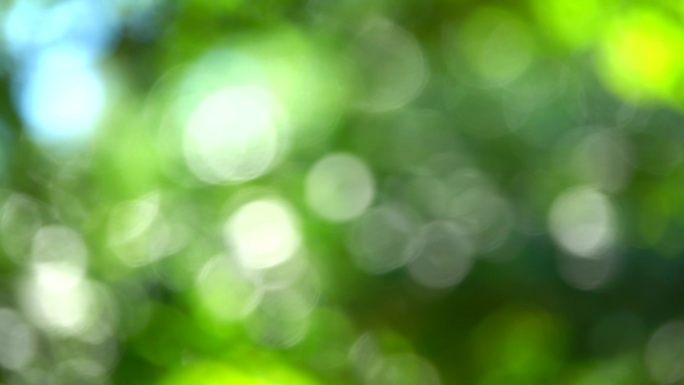 绿色树叶虚化光斑闪动背景