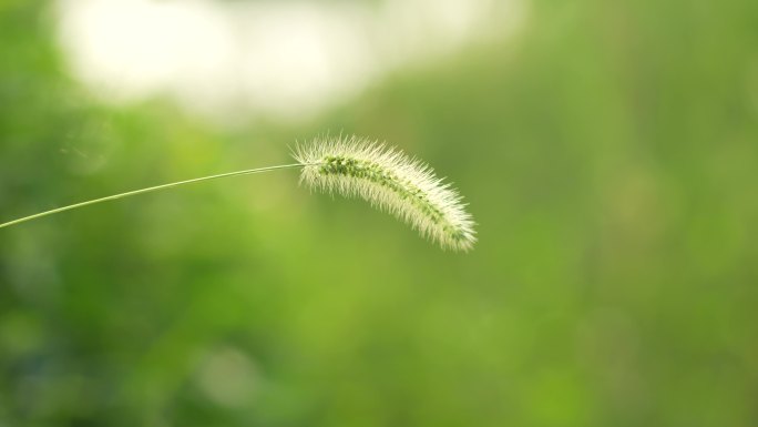 狗尾草特写草丛野生植物