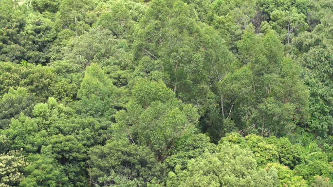 森林小树林特写狂风吹打树叶随风摇曳摇摆动