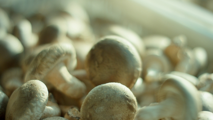 大棚香菇蘑菇菌菇养殖采摘