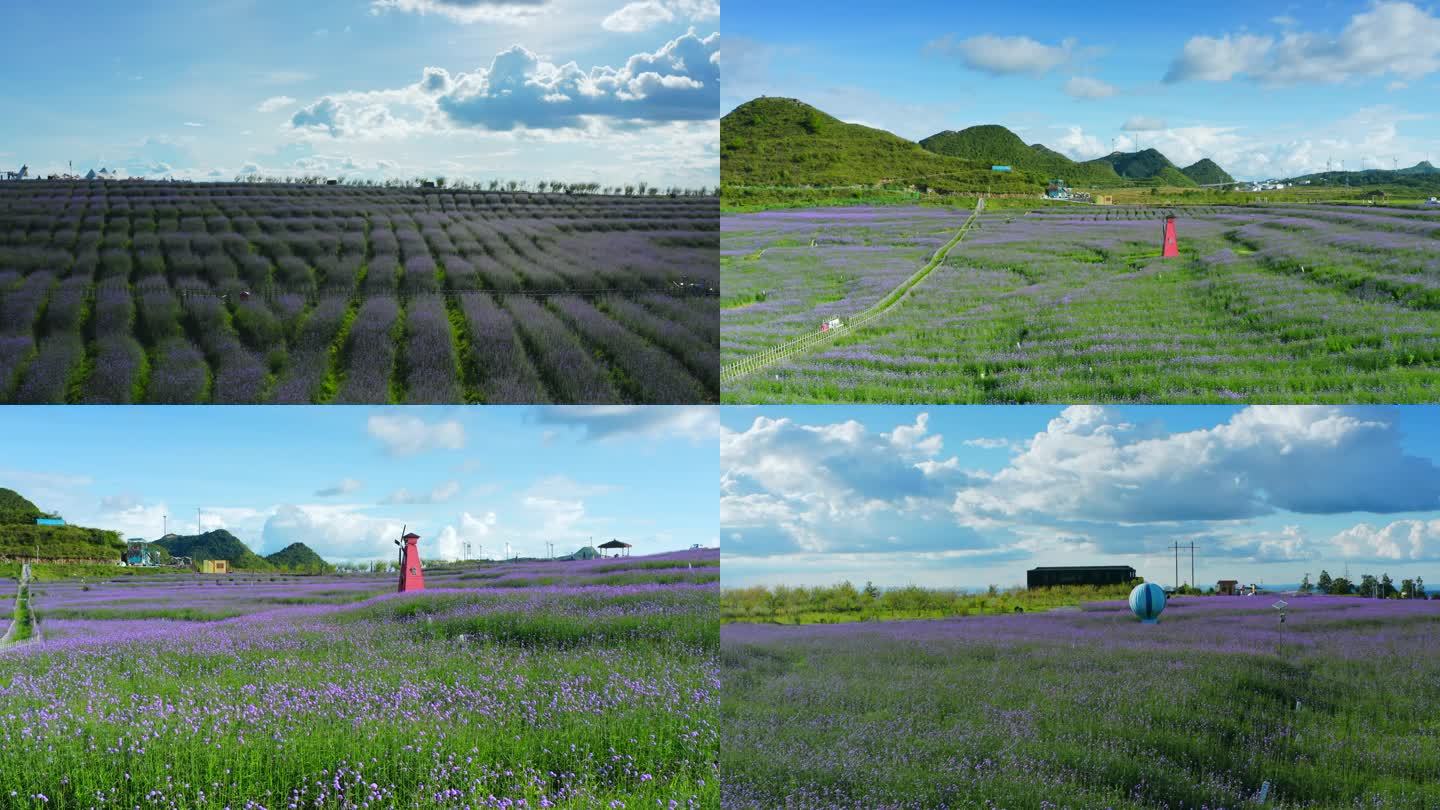 薰衣草基地