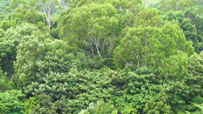 森林小树林特写狂风吹打树叶随风摇曳摇摆动