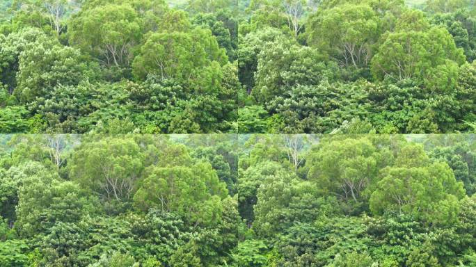 森林小树林特写狂风吹打树叶随风摇曳摇摆动