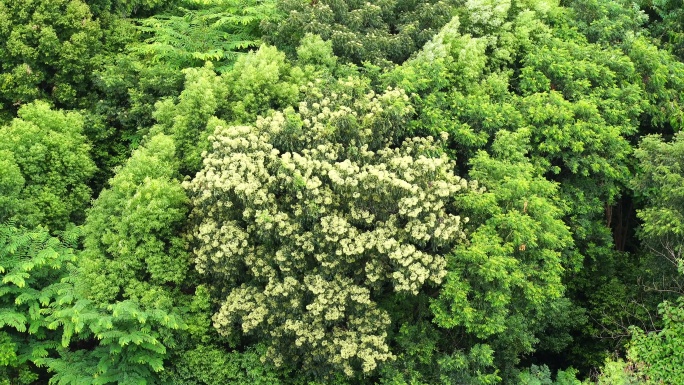 森林小树林特写狂风吹打树叶随风摇曳摇摆动