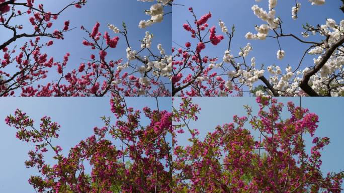 粉花紫花在春风中摇曳清新题材