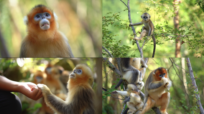 金丝猴子猕猴小猴子幼崽猴群猴王野猴子动物