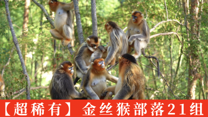 金丝猴子猕猴小猴子幼崽猴群猴王野猴子动物