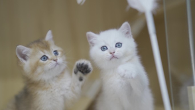 宠物猫玩耍打架两只白猫黄猫