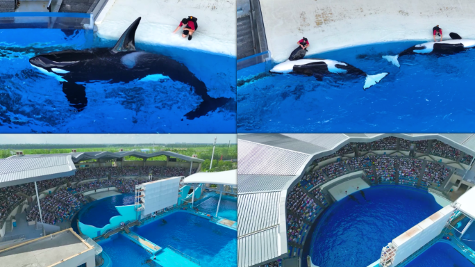 【4K60帧】上海海昌海洋公园虎鲸表演