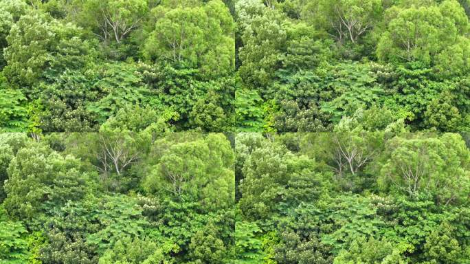 森林小树林特写狂风吹打树叶随风摇曳摇摆动