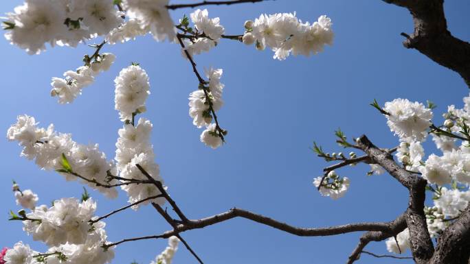 春风、蓝天与盛开的榆叶梅