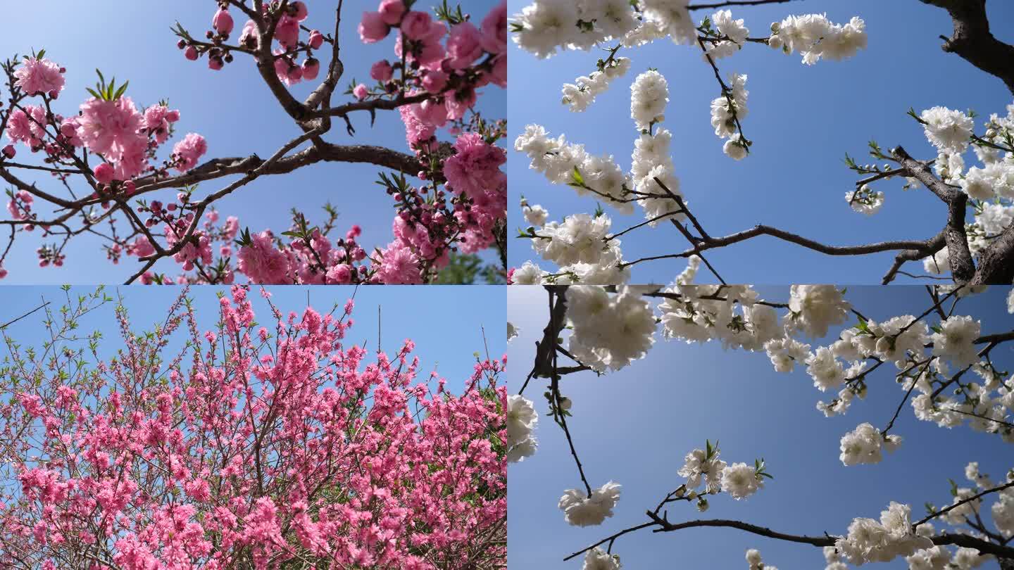春风、蓝天与盛开的榆叶梅