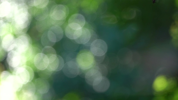 绿色树叶虚化光斑背景