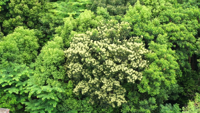 森林小树林特写狂风吹打树叶随风摇曳摇摆动