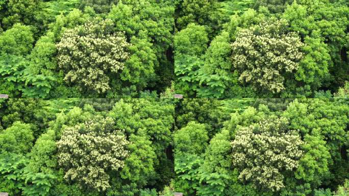 森林小树林特写狂风吹打树叶随风摇曳摇摆动