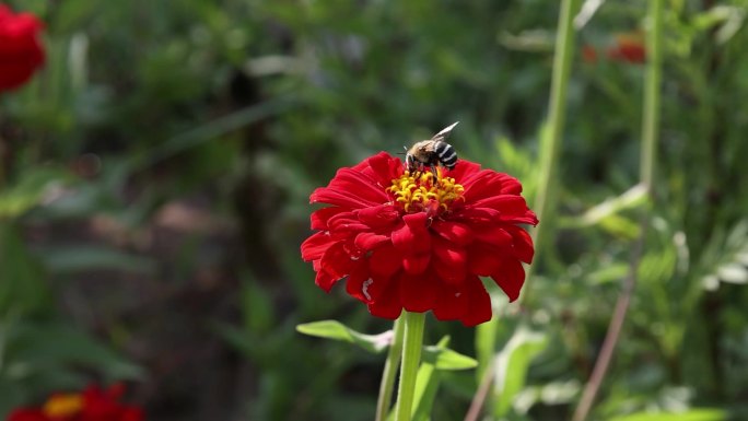 蜜蜂采花粉    蜻蜓立上头