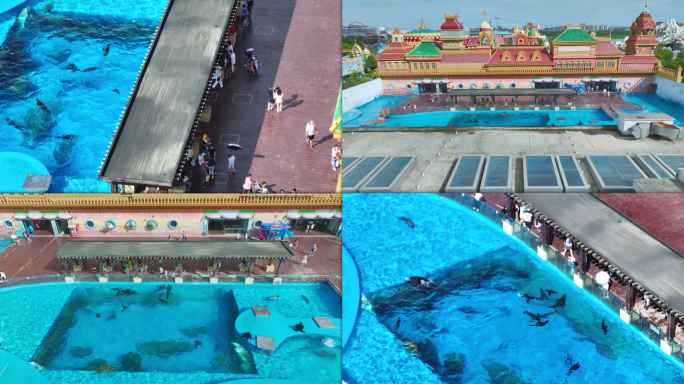 【4K60帧】上海海昌海洋公园海狮航拍