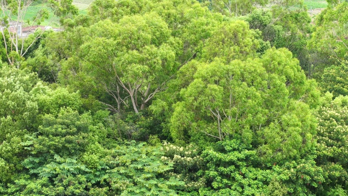 森林小树林特写狂风吹打树叶随风摇曳摇摆动