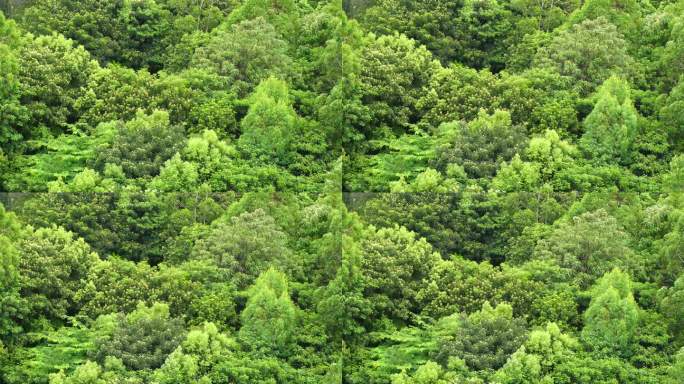 森林小树林特写狂风吹打树叶随风摇曳摇摆动