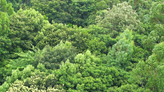 森林小树林特写狂风吹打树叶随风摇曳摇摆动