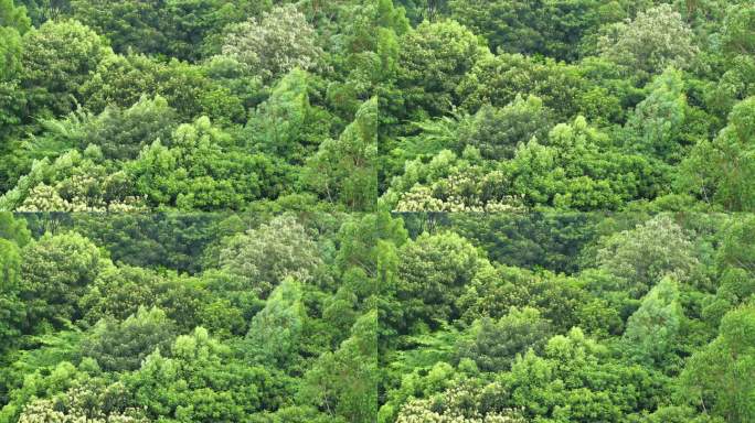 森林小树林特写狂风吹打树叶随风摇曳摇摆动