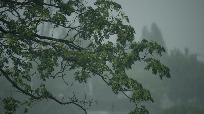 夏季暴雨下的树林稻田4k超清