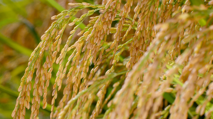 稻谷丰收 稻谷特写 有机水稻 水稻素材