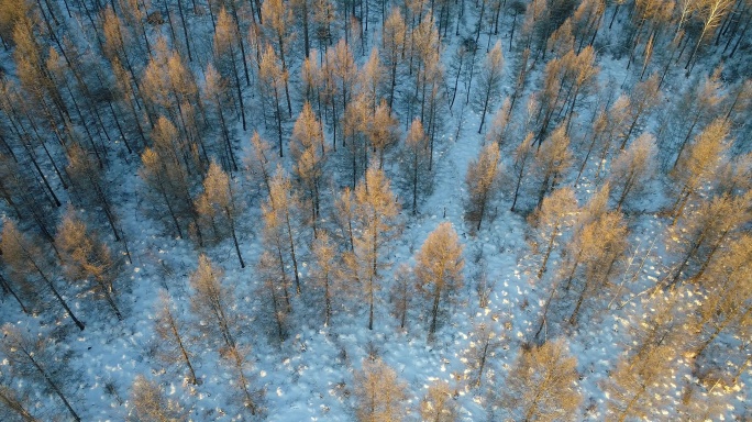 航拍冻土地带雪原松林