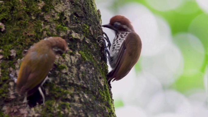 斑姬啄木鸟在大树上捉虫吃