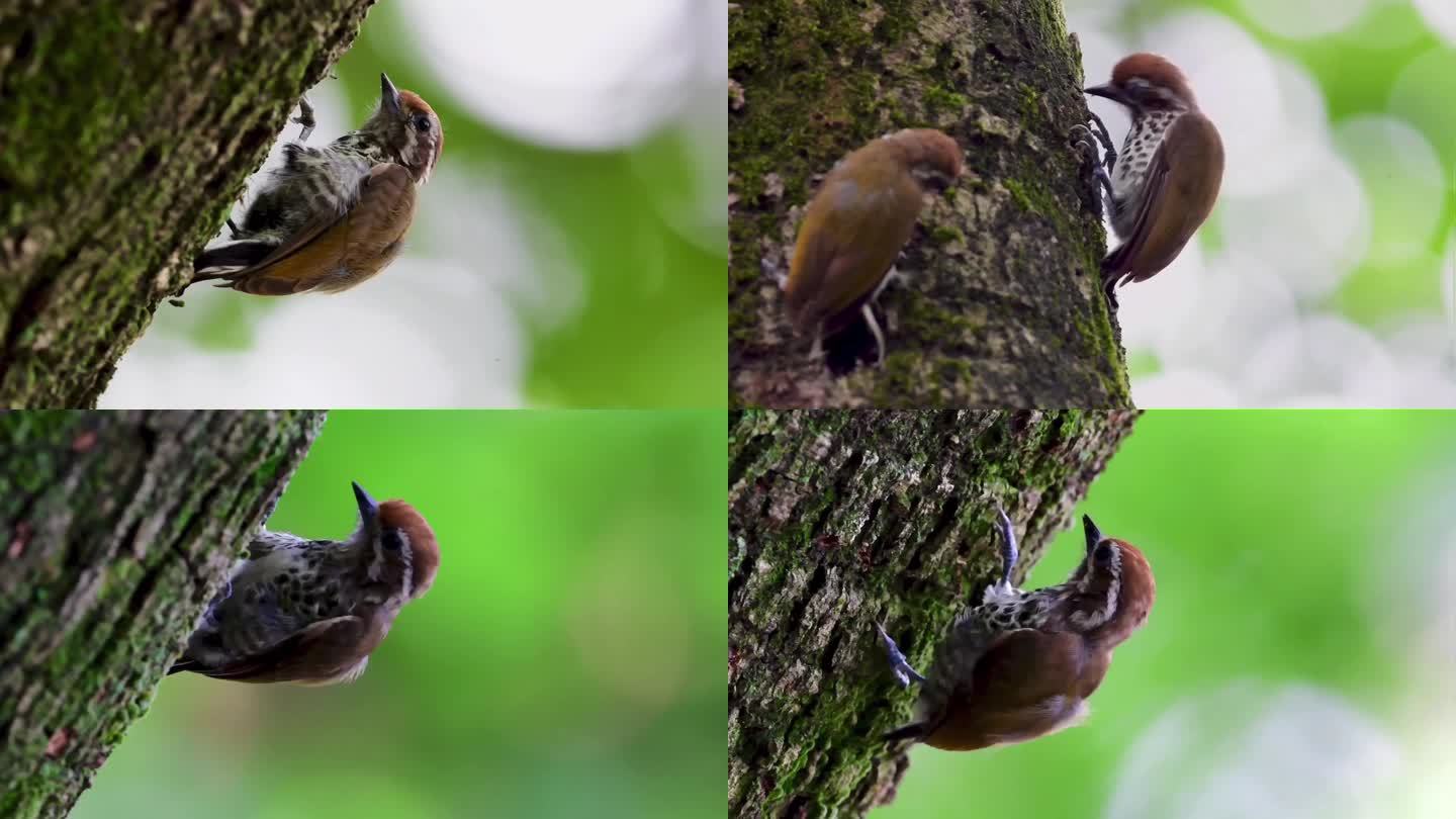 斑姬啄木鸟在大树上捉虫吃