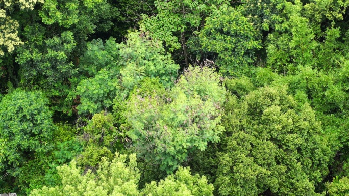 森林小树林特写狂风吹打树叶随风摇曳摇摆动