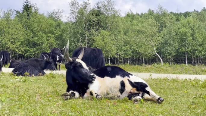 香格里拉草原上牦牛奶牛马羊成群