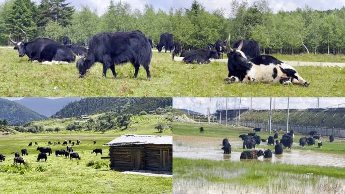香格里拉草原上牦牛奶牛马羊成群