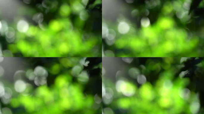 4k绿色树叶绿植光斑虚化背景7