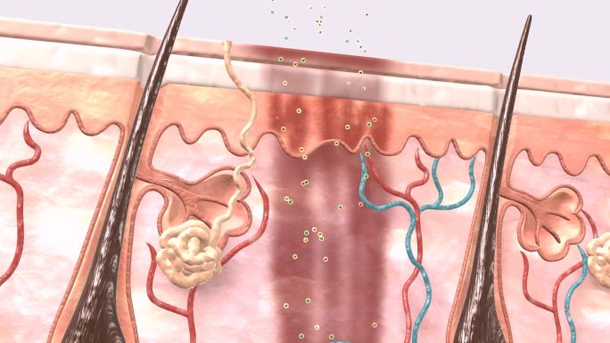 修复皮肤色素沉着的内部结构展示过程