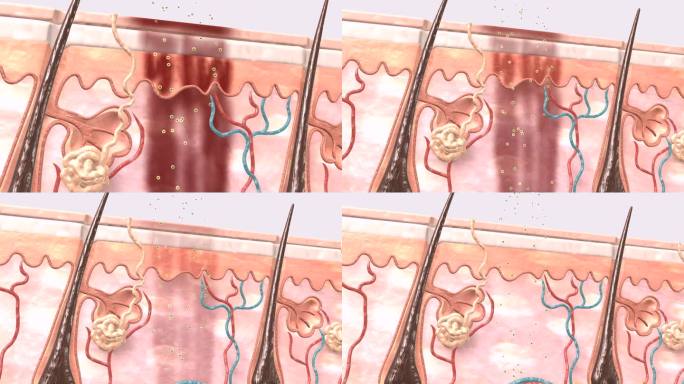 修复皮肤色素沉着的内部结构展示过程