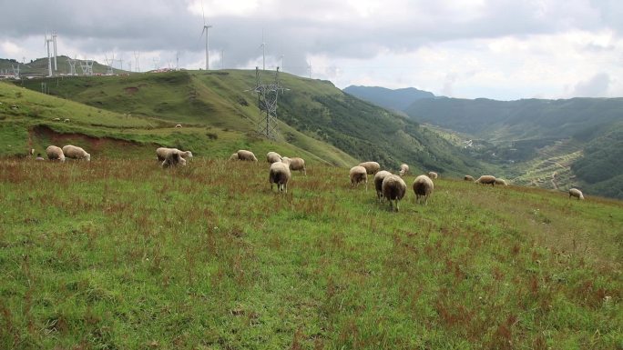 C092 草原吃草的羊群