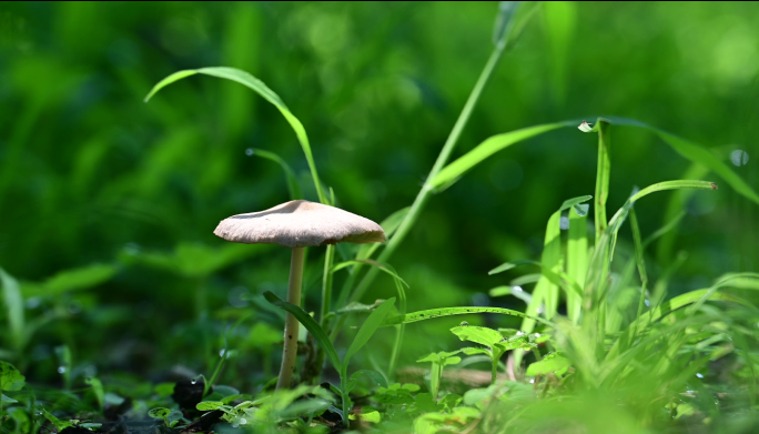 唯美阳光逆光照射清新树叶树林野蘑菇空镜