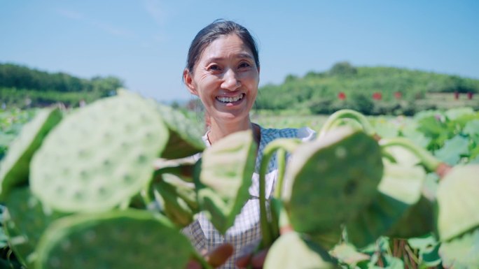 莲蓬丰收采摘视频素材