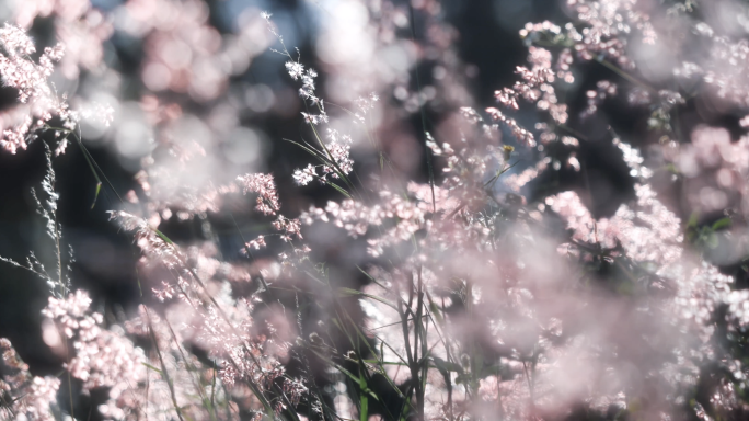 4k 清新 花海 花丛 粉色小花 浪漫