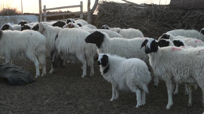 冬天羊圈里的绵羊