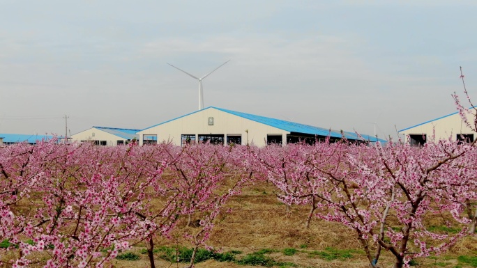 企业 牧场 桃花园  绿色生态环境 工厂