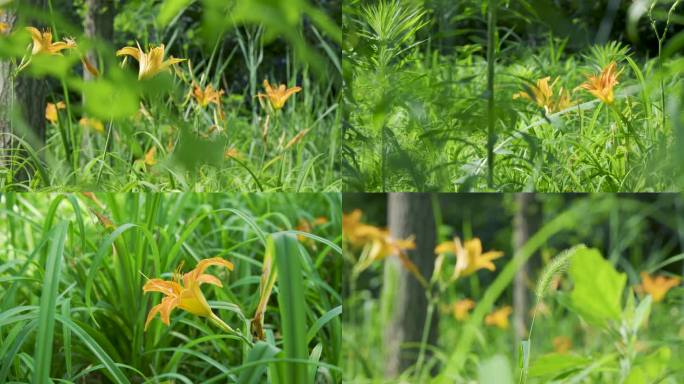 金针花 黄花菜